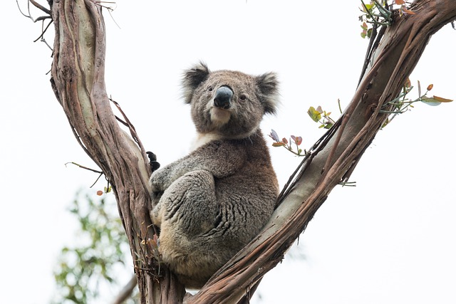 Australian National Parks: A Nature Lover’s Paradise